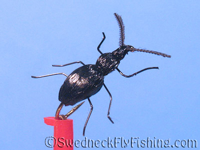 Semi-Realistic Beetle